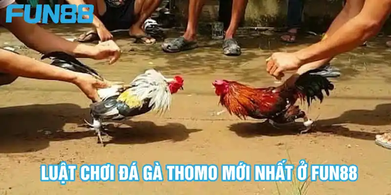 Luật chơi đá gà Thomo mới nhất ở Fun88