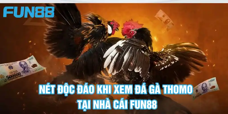 Nét độc đáo khi xem đá gà Thomo tại website nhà cái Fun88